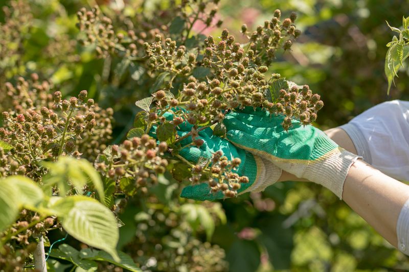 Blackberry Bush Removal