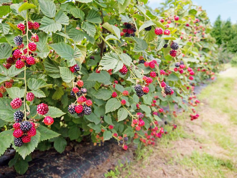 Blackberry Bush Removal