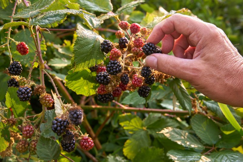 Blackberry Bush Removal
