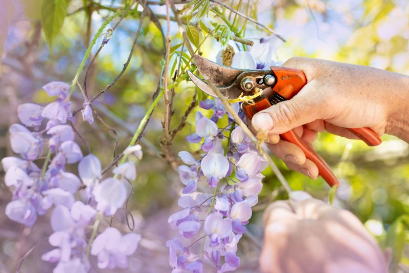 Azalea Pruning in Ventura County, CA