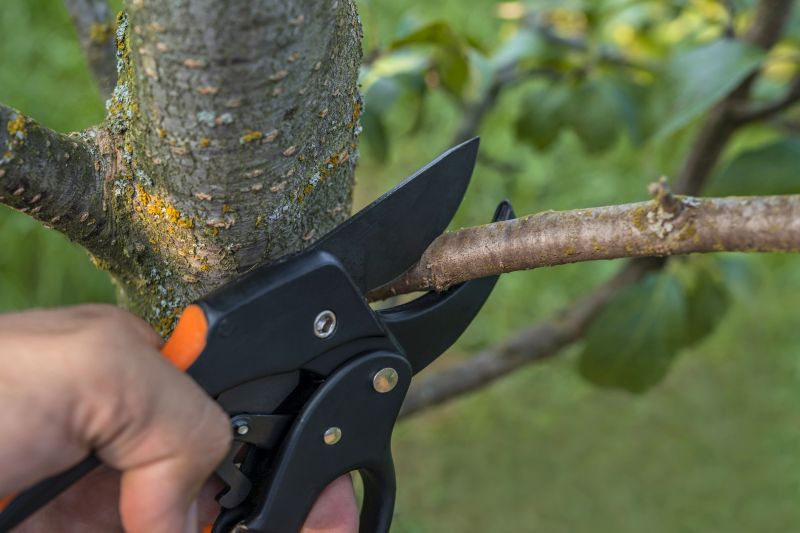 Elm Tree Removal in Reno, NV