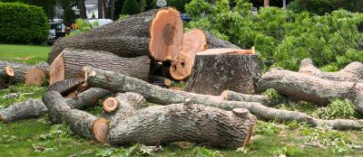 Hickory Tree Removal in San Jose, CA