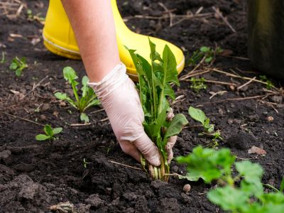 Weeding Service in Honolulu, HI