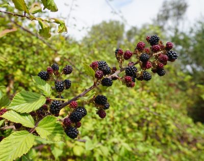 Blackberry Bushes Can be Very Prickly!