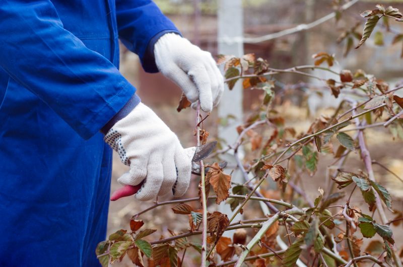 Local Blackberry Bush Removal pros at work