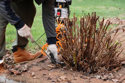 Improve the Appearance of Your Property with Blackberry Bushes!