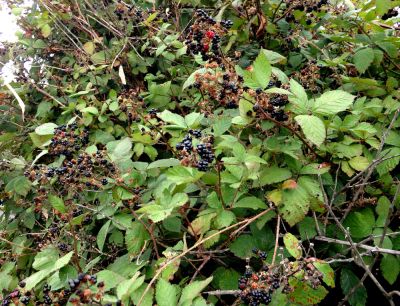 Promote the Growth of Other Plants with Blackberry Bush Removal!